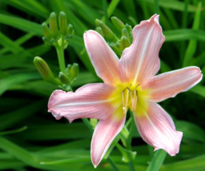 liliowce
