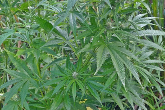 Marihuana