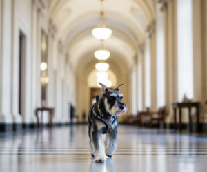 Saba, pies Ludwika Dorna. Jak zmieniła Sejm?