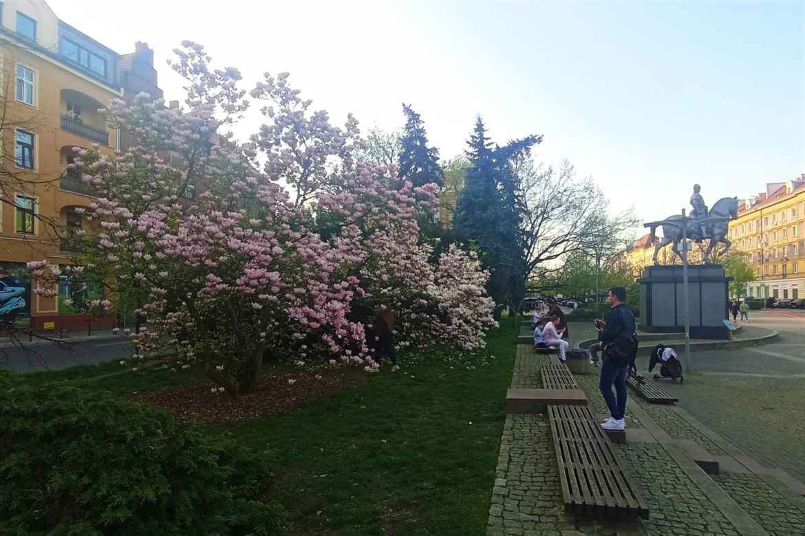 Magnolie w Szczecinie