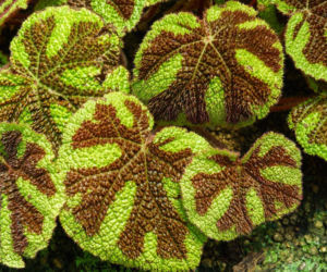 begonia