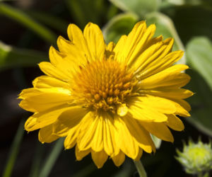 Gailardia wielkokwiatowa