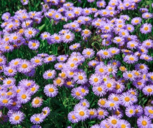 Aster nowoangielski