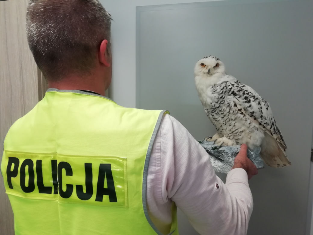 Sprzedawał przez internet wypchane ptaki. 