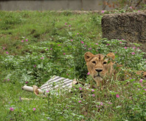 Rozrywka dla lwów z łódzkiego zoo