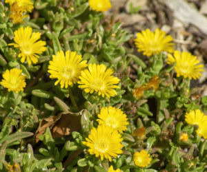 Słonecznica wysokogórka (Delosperma nubigenum)