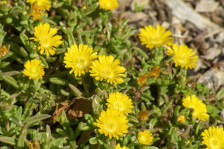 Słonecznica wysokogórka (Delosperma nubigenum)