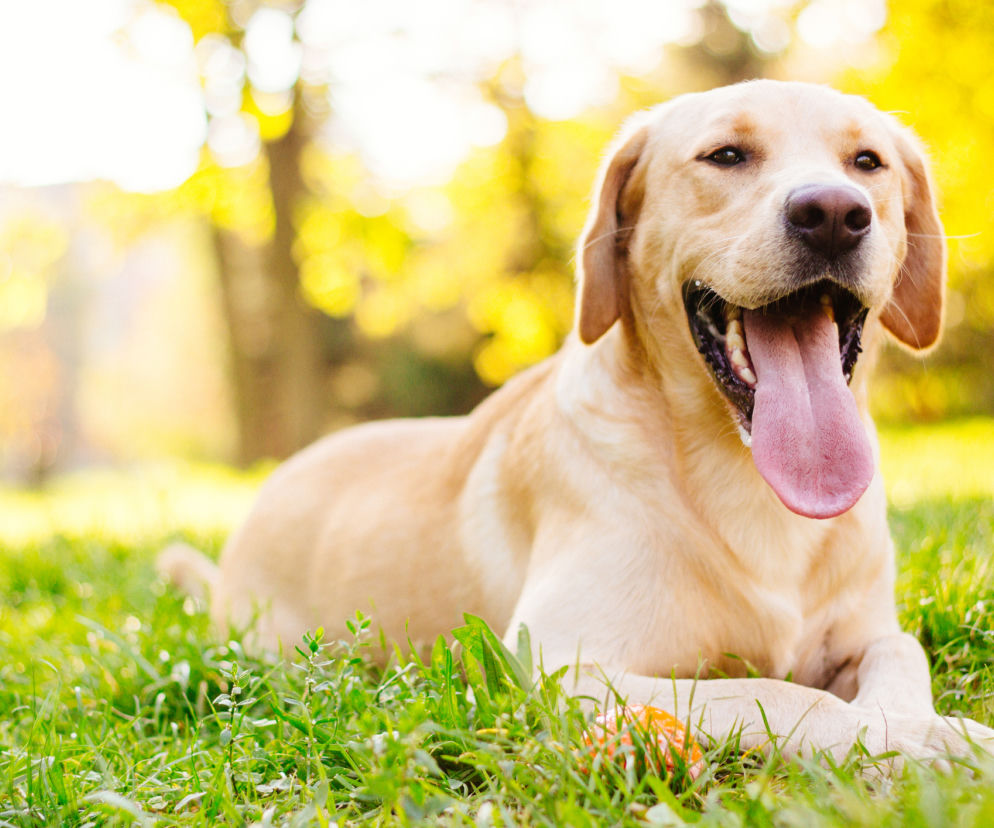 Labrador