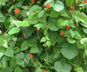 Fasola ozdobna