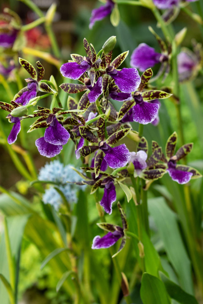 Storczyk Zygopetalum
