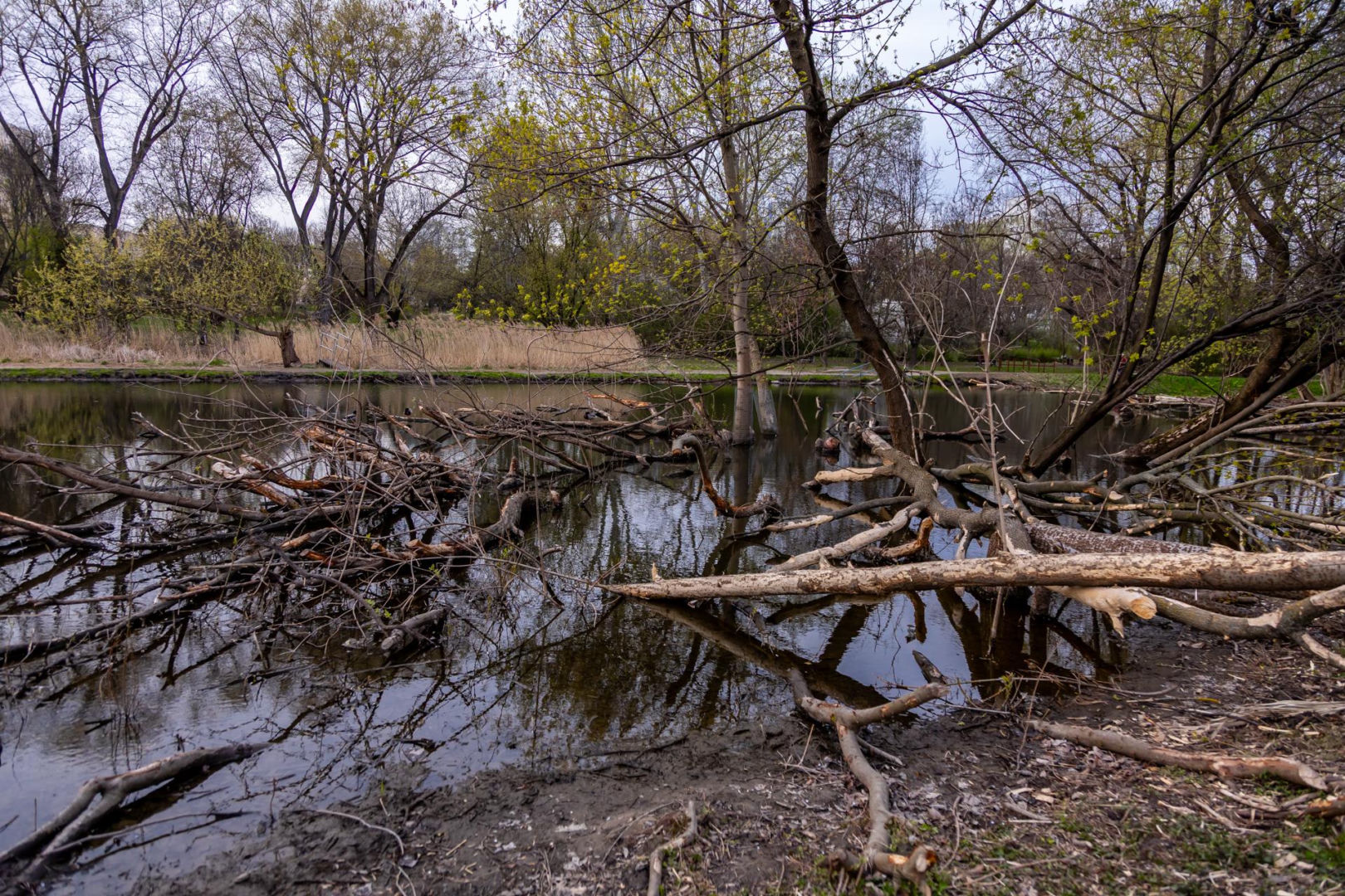 Bobrowe tamy na Potoku Służewieckim w Warszawie