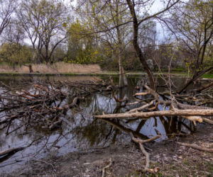 Bobrowe tamy na Potoku Służewieckim w Warszawie