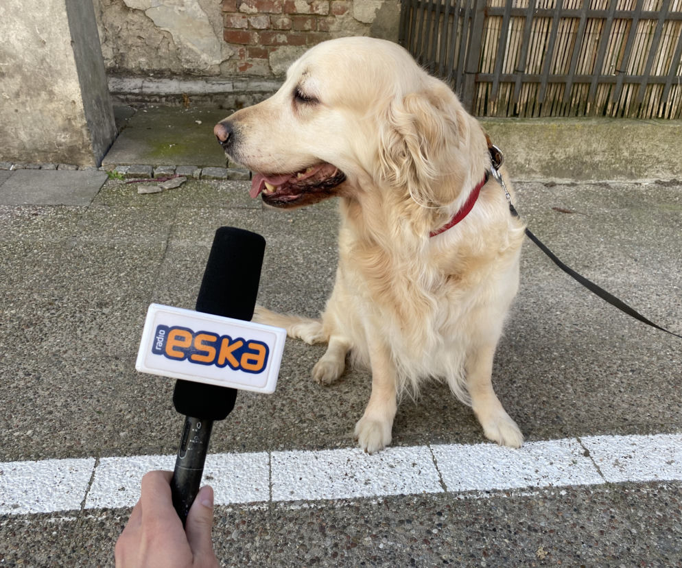 Piesek na balkonie