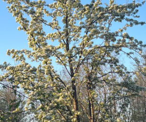 Przyjdź! Odbierz drzewko, posadź w ogrodzie i ciesz się zielenią