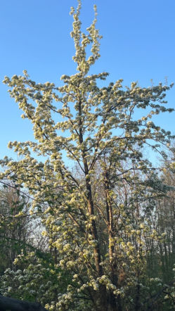 Przyjdź! Odbierz drzewko, posadź w ogrodzie i ciesz się zielenią