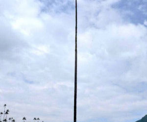 Megapalma