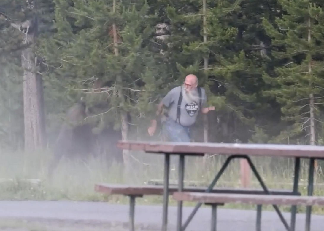 Atak bizona w Parku Narodowym Yellowstone