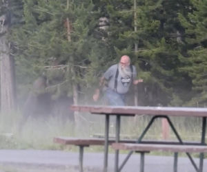 Atak bizona w Parku Narodowym Yellowstone