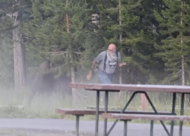 Atak bizona w Parku Narodowym Yellowstone