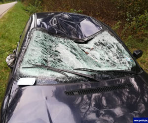 Łoś zderzył się z BMW, sarna uszkodziła dwa auta. Niebezpieczne zdarzenia na mazurskich drogach [ZDJĘCIA]