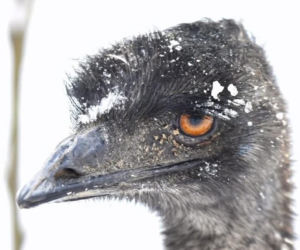 Emu znaleziony w lesie pod Garwolinem