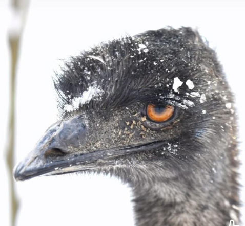 Emu znaleziony w lesie pod Garwolinem