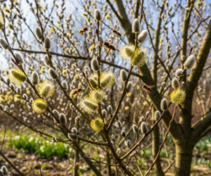 Z jakich roślin zrobić wiosenne dekoracje do wazonu?