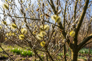 Nie kupuj bazi na targu. Hitem jest inna roślina – nie zostawi żółtego pyłku na Twoich meblach