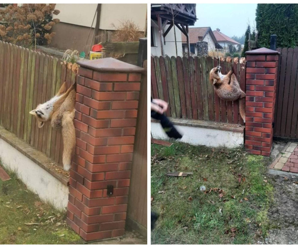 Lisek spod Barczewa robi furorę w sieci. Miał taką minę, jakby mówił: Wcale nie zjadłem waszej kury [ZDJĘCIA]