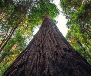 Największe drzewo na świecie