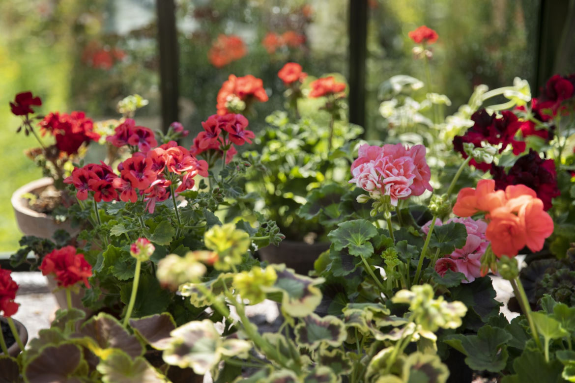 Pelargonie
