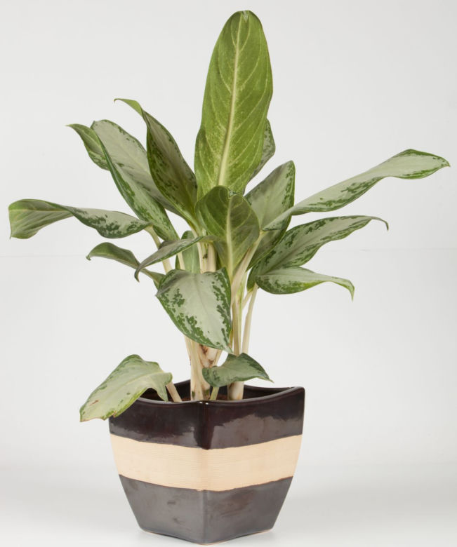 Aglonema