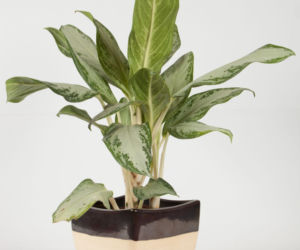 Aglonema