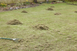 Kiedy nawozić trawnik po zimie? Zrób tak, a trawnik wiosną znów stanie się piękny!