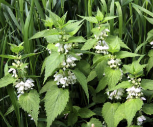 Jasnota biała - właściwości lecznicze i zastosowanie w ziołolecznictwie