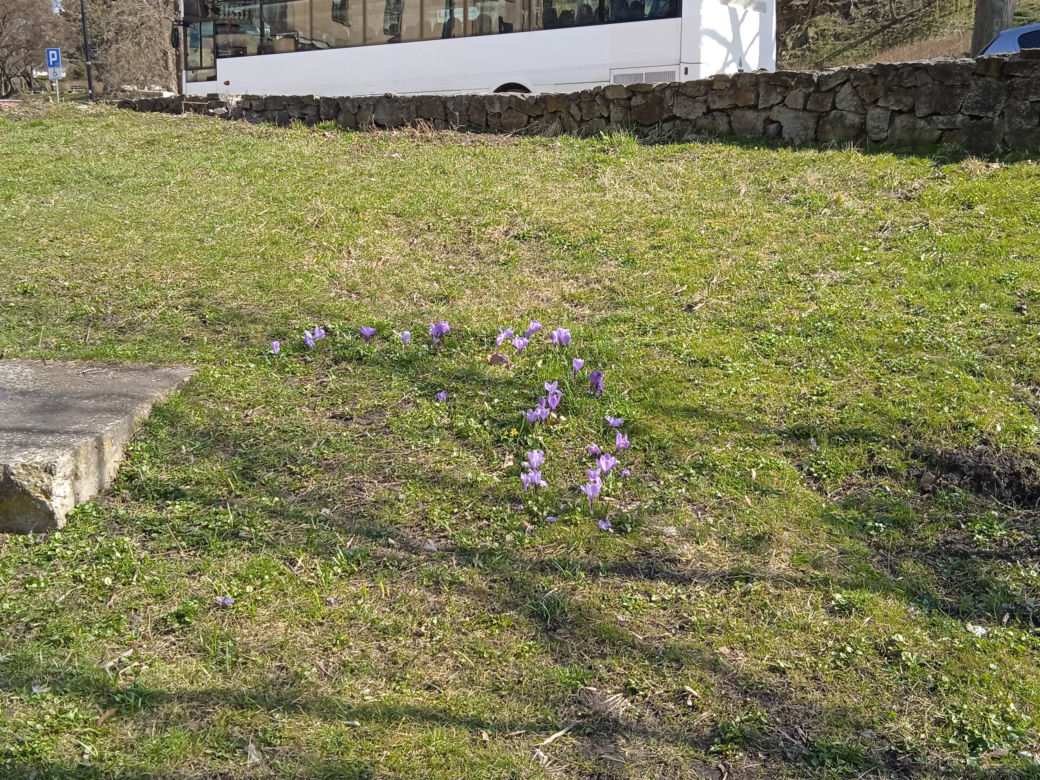 Wiosna w Kielcach. Coraz więcej zieleni i spacerowiczów w parku miejskim