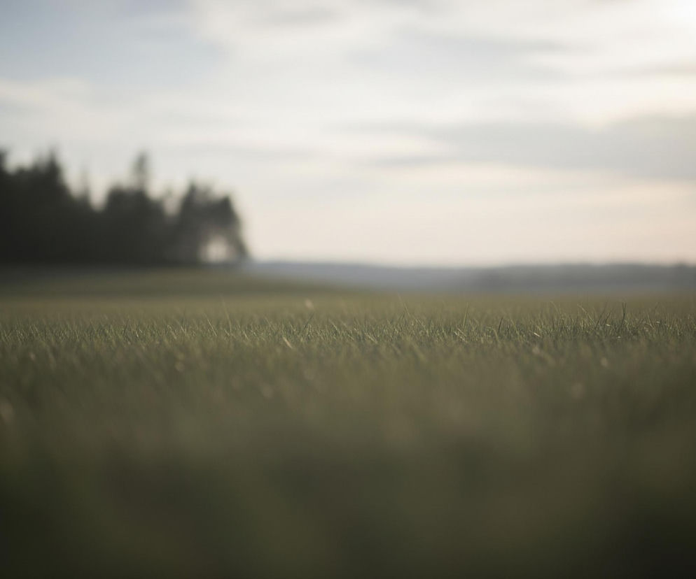 Rozległe pole zielonej trawy, zajmujące dolną połowę kadru, z wyraźnym, ostrym pierwszym planem przechodzącym w miękkie rozmycie w głąb. W tle, na horyzoncie, widoczne są ciemne sylwetki lasu lub drzew, ledwo zarysowane przez delikatną mgłę. Niebo nad lasem jest jasne, z widocznymi, rozmyty chmurami, sugerującymi poranek lub późne popołudnie. Całość obrazu jest skąpana w naturalnym, stonowanym świetle.