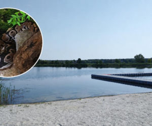 33-latka weszła do jeziora z dwoma pytonami na szyi! Przerażeni plażowicze wezwali policję