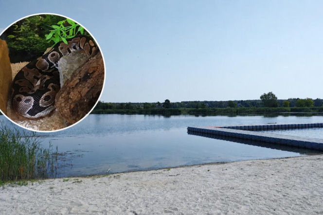 Szokujące sceny na popularnym kąpielisku. Dwa pytony oplotły szyję 33-latki!