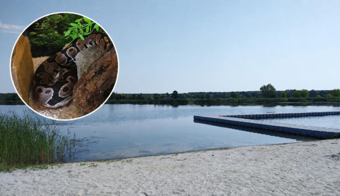 Szokujące sceny na popularnym kąpielisku. Dwa pytony oplotły szyję 33-latki!