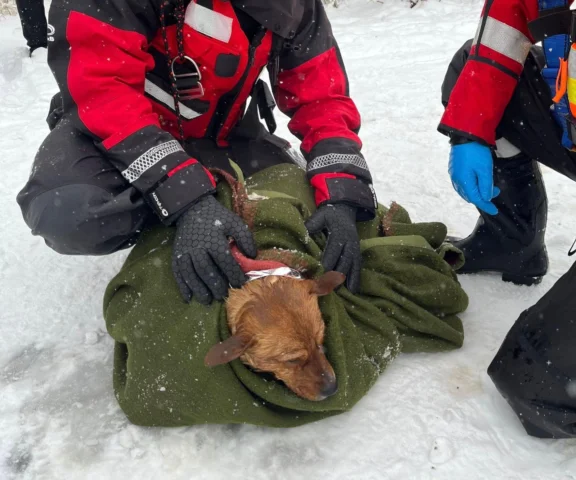 Pod psem załamał się lód. Strażacy od razu ruszyli na pomoc