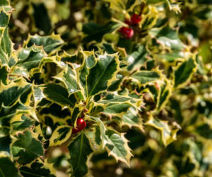 Ilex aquifolium 'Argentea Marginata'