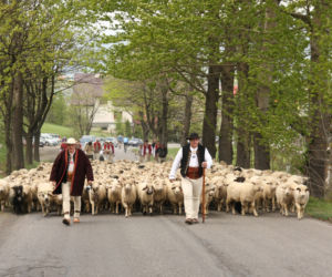 Niezwykłe widowisko! Tak wygląda redyk owiec