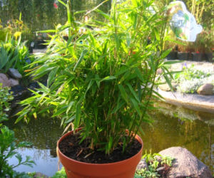 Fargesia parasolowata ‘Jumbo’