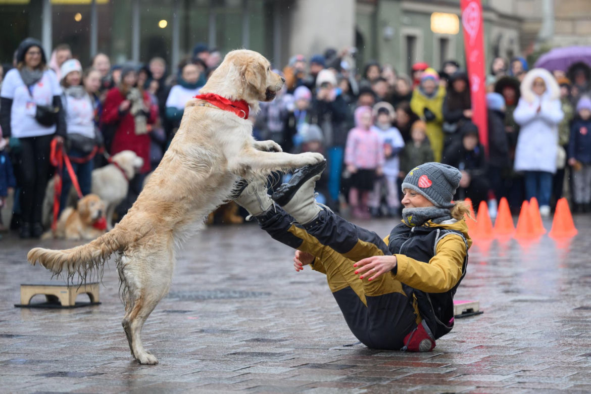 Poznań. Pokaz wyszkolenia psów z grupy „Golden Retriever WOŚP w Poznaniu” podczas 33. Finału Wielkiej Orkiestry Świątecznej Pomocy