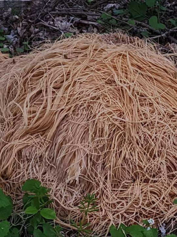 200 kilogramów ugotowanego spaghetti pośrodku lasu. Mieszkańcy okolic w szoku!