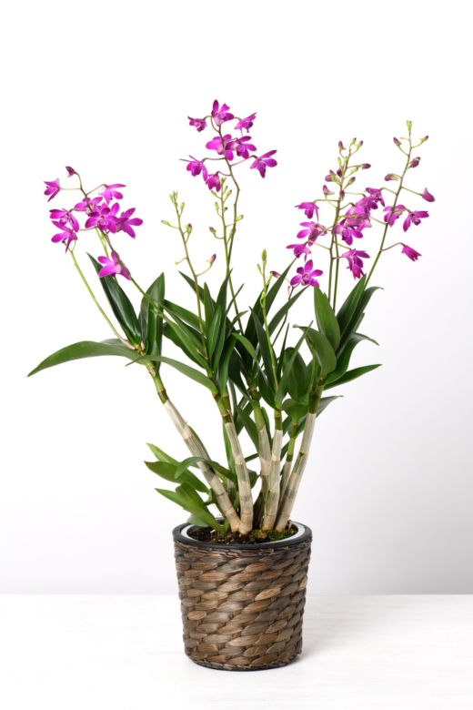 Storczyk Dendrobium