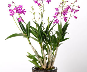 Storczyk Dendrobium