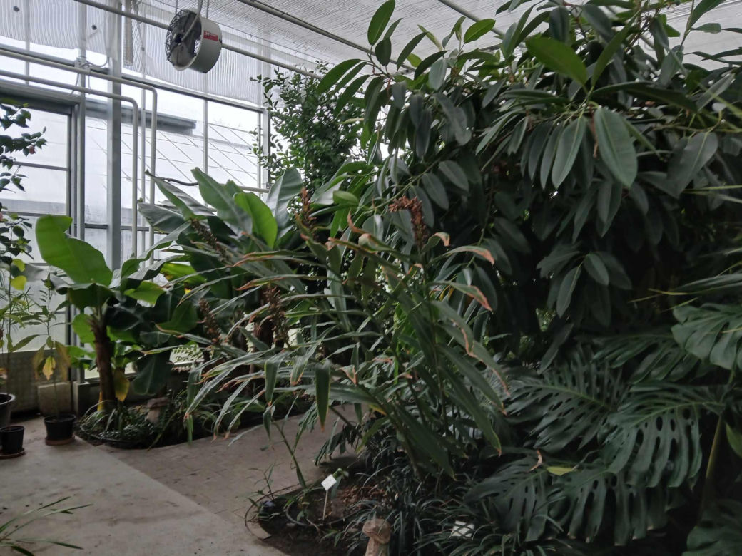 Spacer po ogrodzie botanicznym odbywa się w dniach 18 i 19 stycznia
