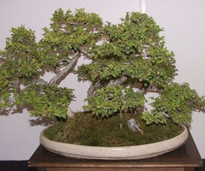 bonsai